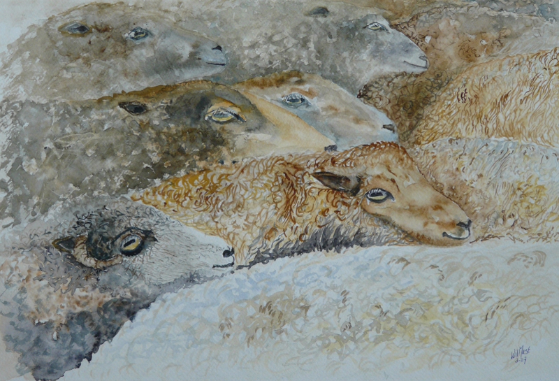 Schapen